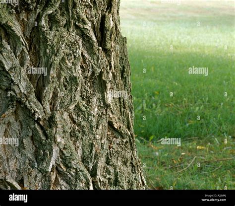 weeping willow tree bark, Willow tree bark texture