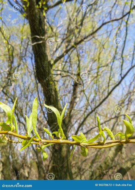 weeping willow tree buds, Weeping willow tree in park