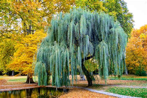 weeping willow tree landscape, Weeping willow tree in winter