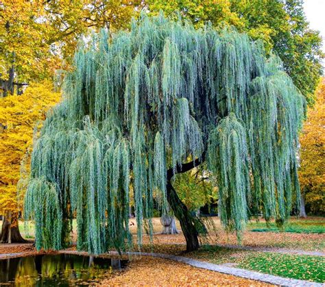 weeping willow tree slingshot, Weeping willow tree in winter