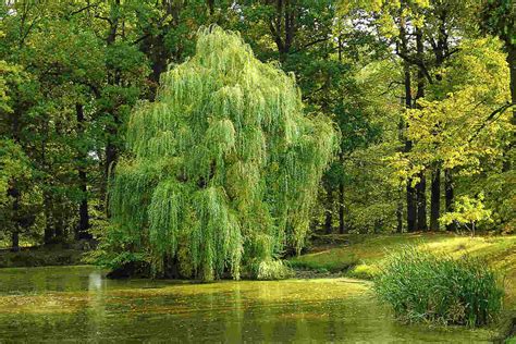 weeping willow tree symbolism, Willow tree symbolism and meaning explained. Willow meaning tree symbolism