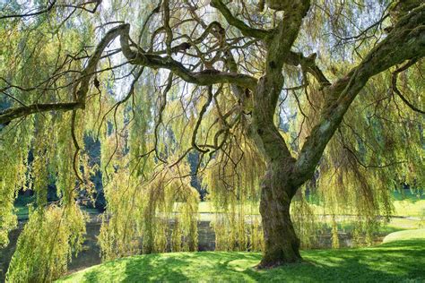 weeping willow tree wood, Weeping willow tree in park