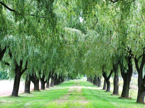 weeping willow wallpaper, Willow weeping wallpaper wallpapers. Weeping willow wallpapers