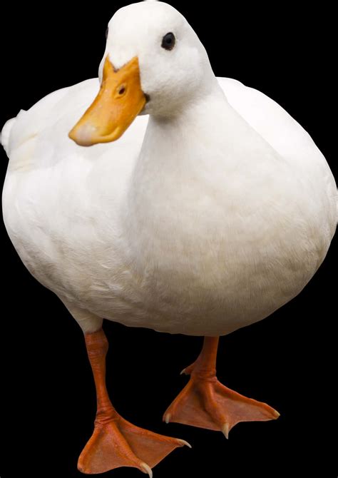 white duck black background, Download white duck black background