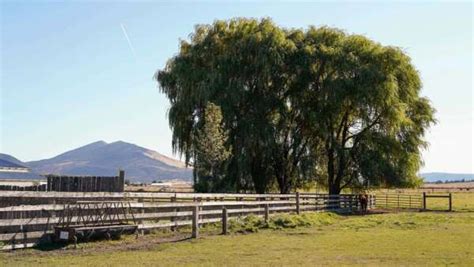willow tree ranch, 