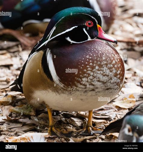 wood duck front view, Male wood duck hi-res stock photography and images. Male duck wood front stock aix sponsa beautiful alamy