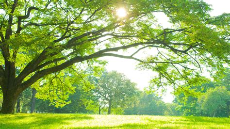 zoom virtual nature backgrounds free, Nature virtual backgrounds for zoom